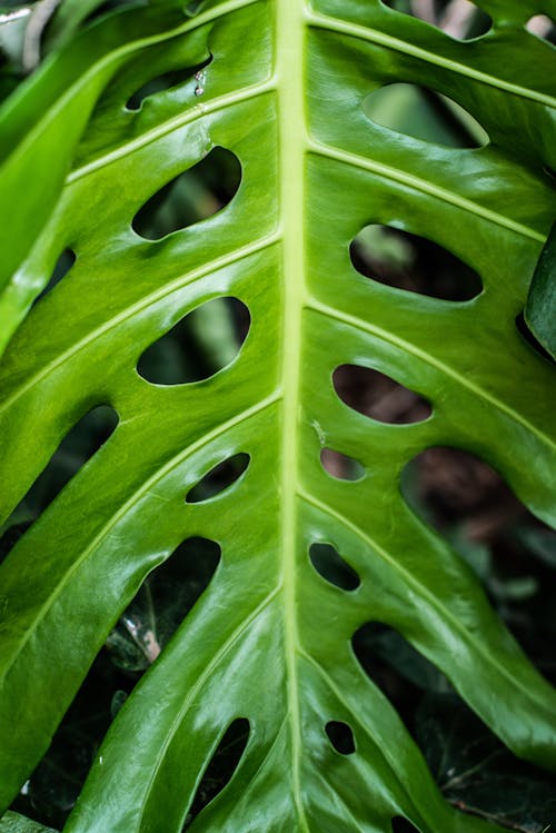 녹색 잎의 클로즈업 사진