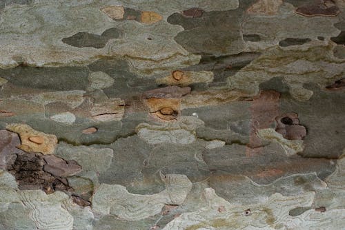 Free stock photo of bark, brown, exotic