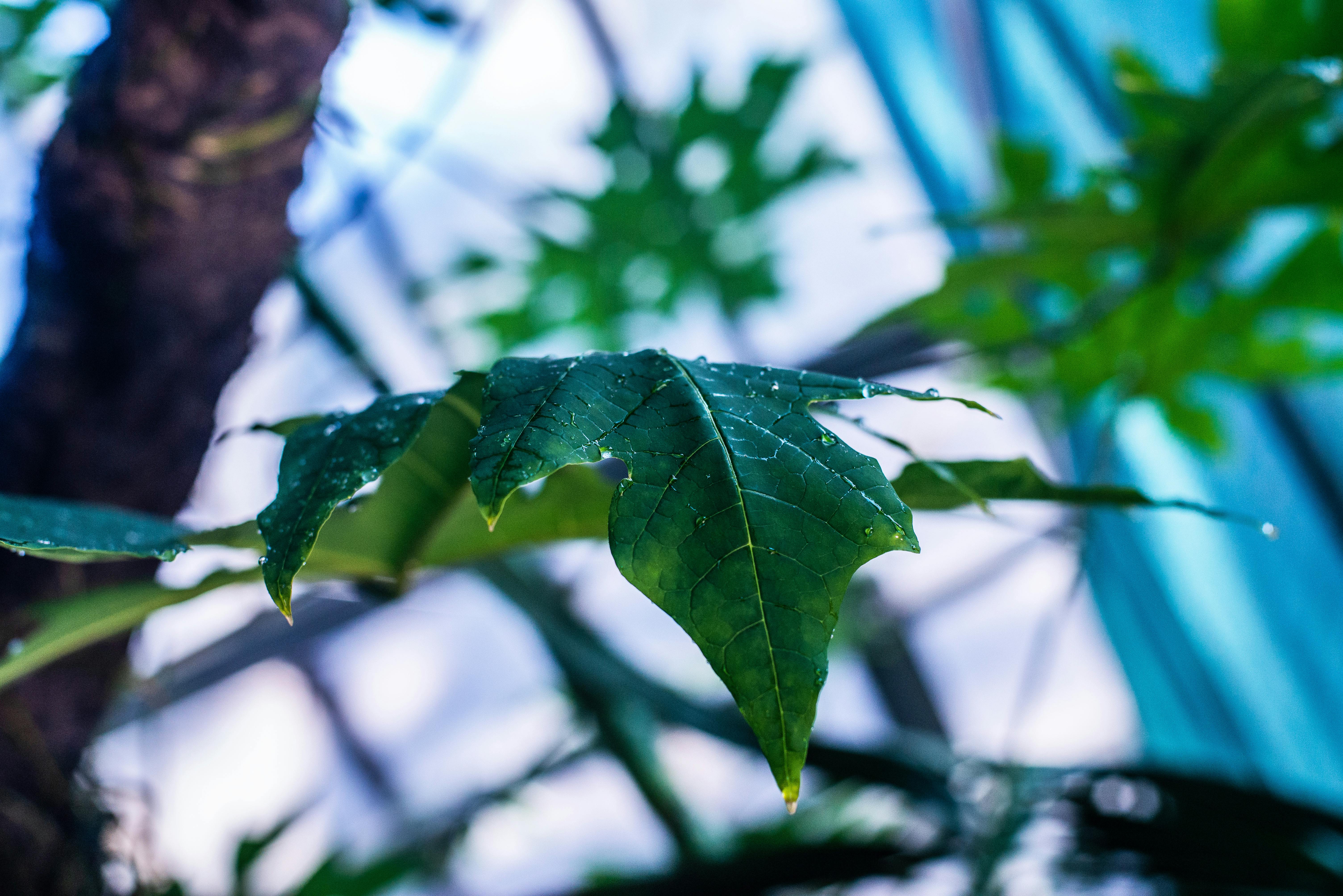 Free stock photo of flora, green, mother nature