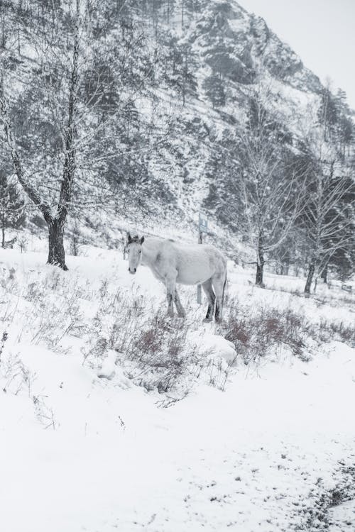 White Horse in Snow