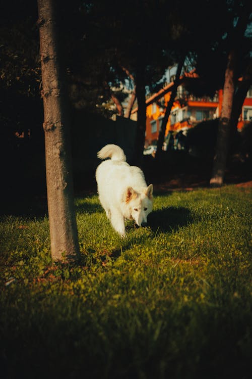 açık hava, alan, beyaz isviçre çoban köpeği içeren Ücretsiz stok fotoğraf