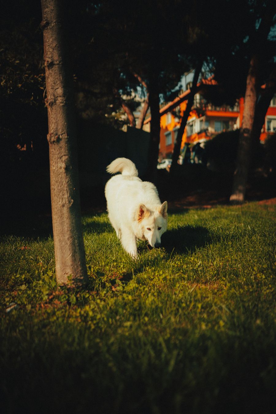 Güneşli, yeşil bir parkta dolaşan beyaz bir köpek