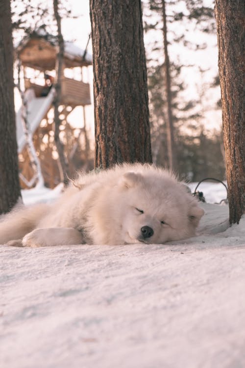White Dog Lying Down in Snow