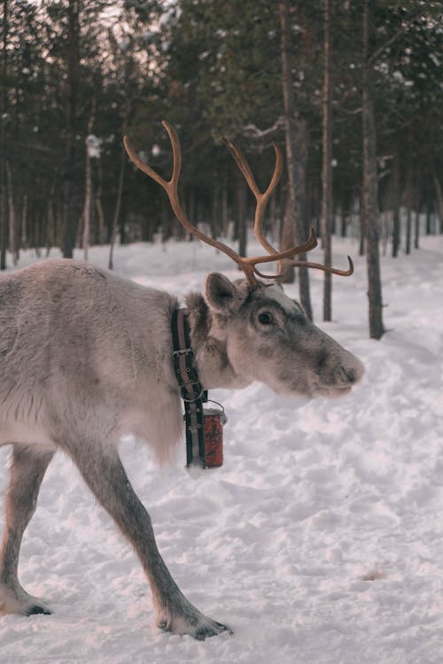 A Reindeer in the Forest 