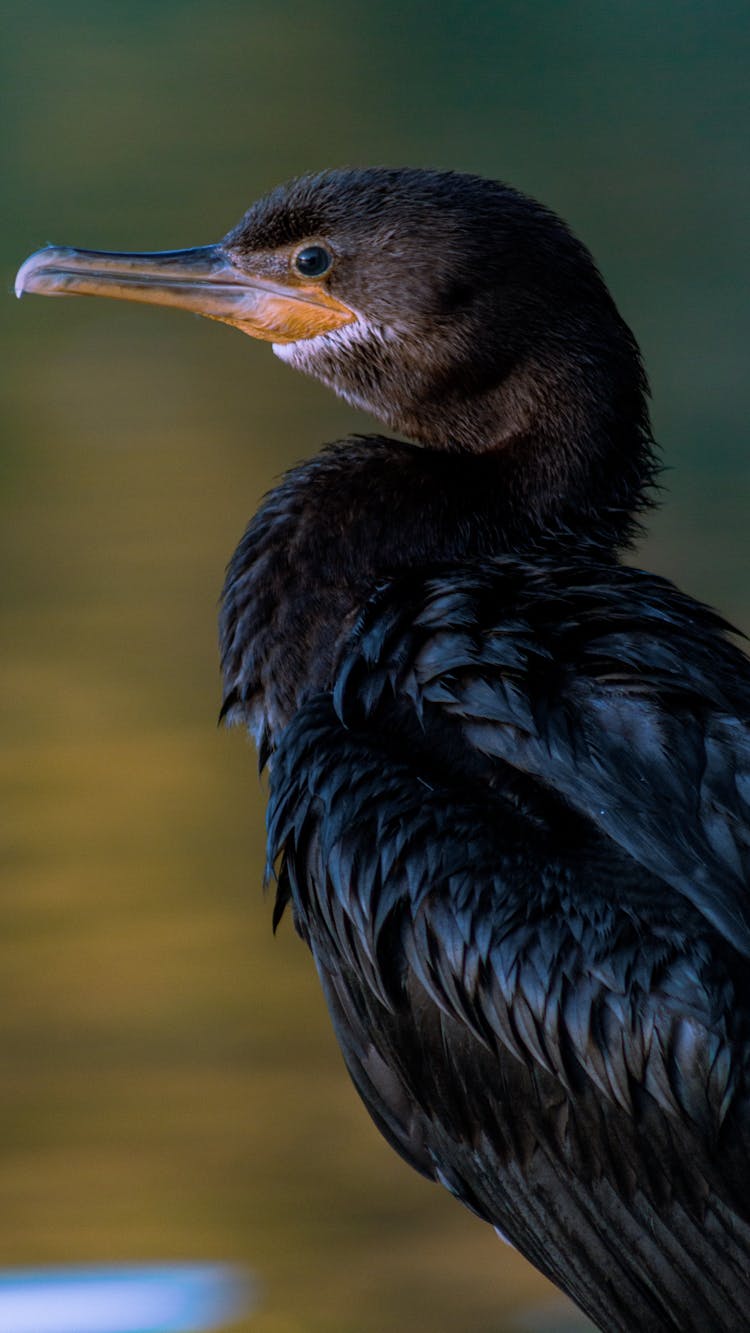 Close-up Of A Neotropic Cormorant