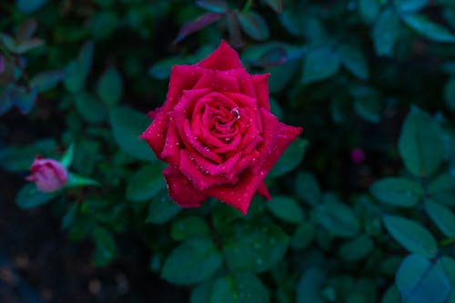 Close-up of a Red Rose in the Garden 