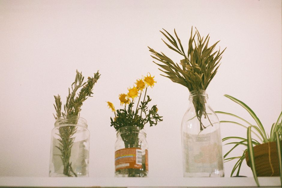 Stylish indoor plants in glass jars on a white shelf create a minimalistic decor.
