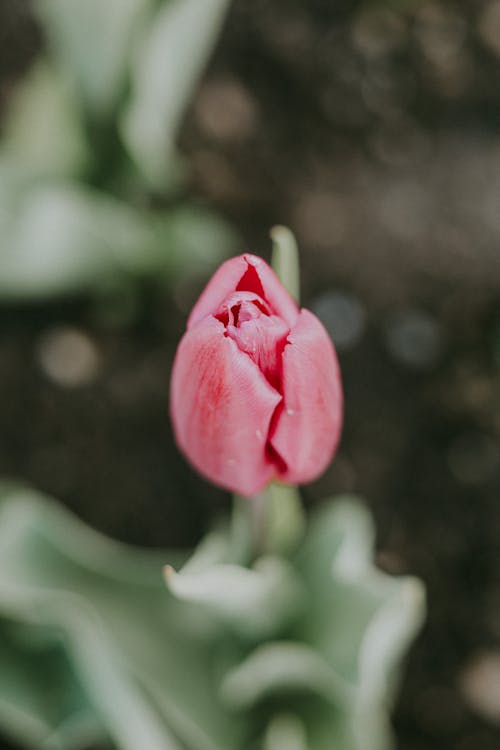 Kostnadsfri bild av baby rosa, blad, blomma