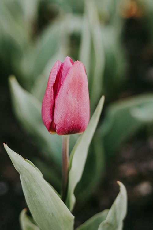 A single pink tulip in a garden