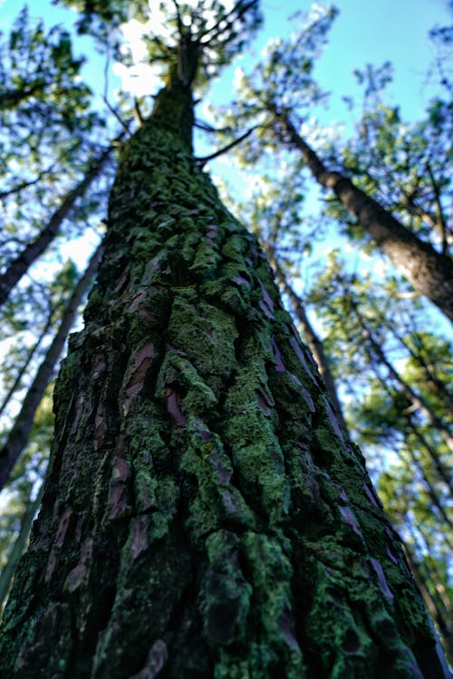 Fotos de stock gratuitas de árbol, arboles grandes, Cubierto de musgo