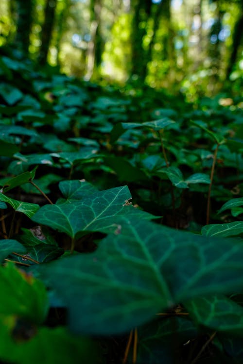 Безкоштовне стокове фото на тему «зелений мох, красива природа, листя»