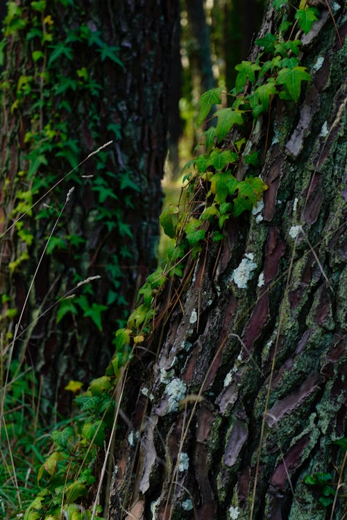 Fotos de stock gratuitas de arboles grandes, Cubierto de musgo, hojas verde oscuro