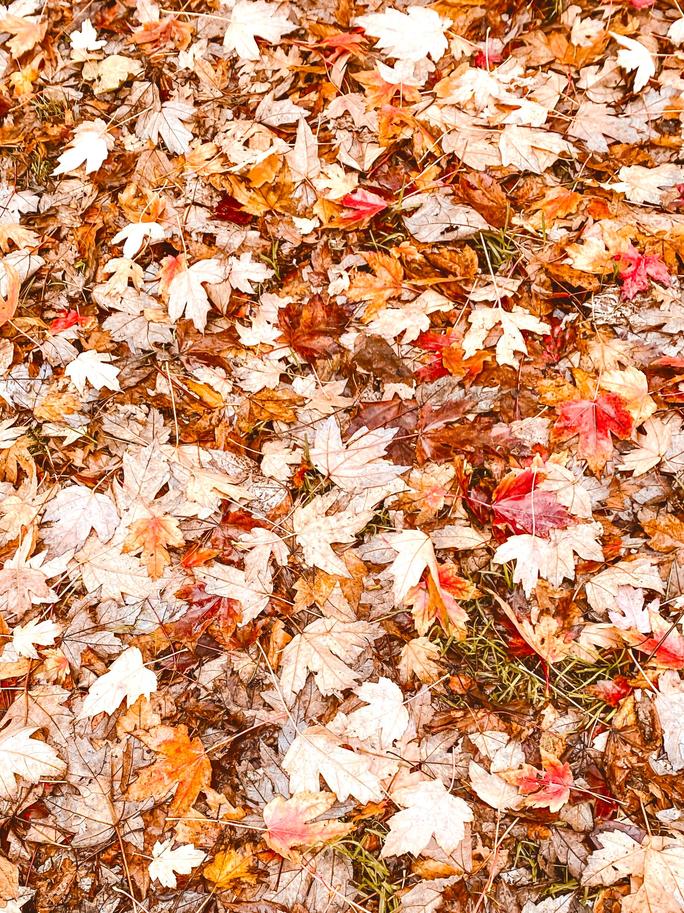Colorful fallen leaves cover the ground, showcasing autumn's vibrant hues.. colorful, fallen, leaves