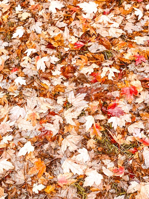 Gratis lagerfoto af ahorn, blade, efterår