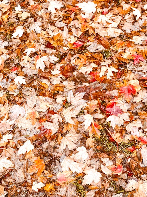 Autumnal Leaves on the Ground 