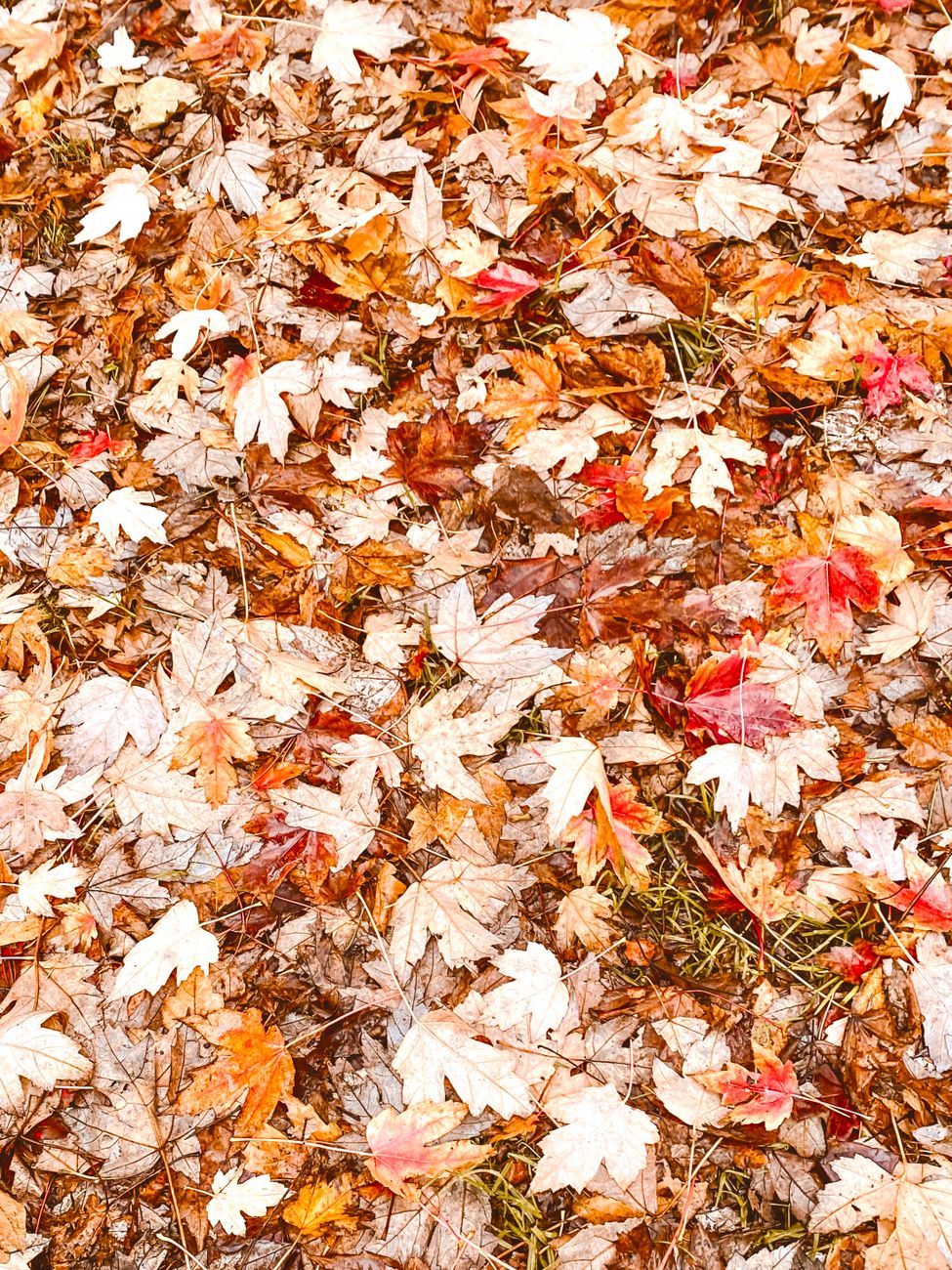 Colorful fallen leaves cover the ground, showcasing autumn's vibrant hues.. colorful, fallen, leaves