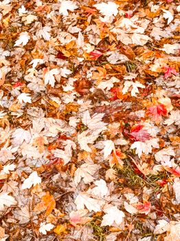 Colorful fallen leaves cover the ground, showcasing autumn's vibrant hues.. colorful, fallen, leaves