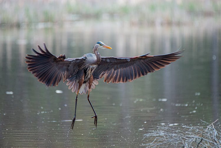 Heron Landing On River