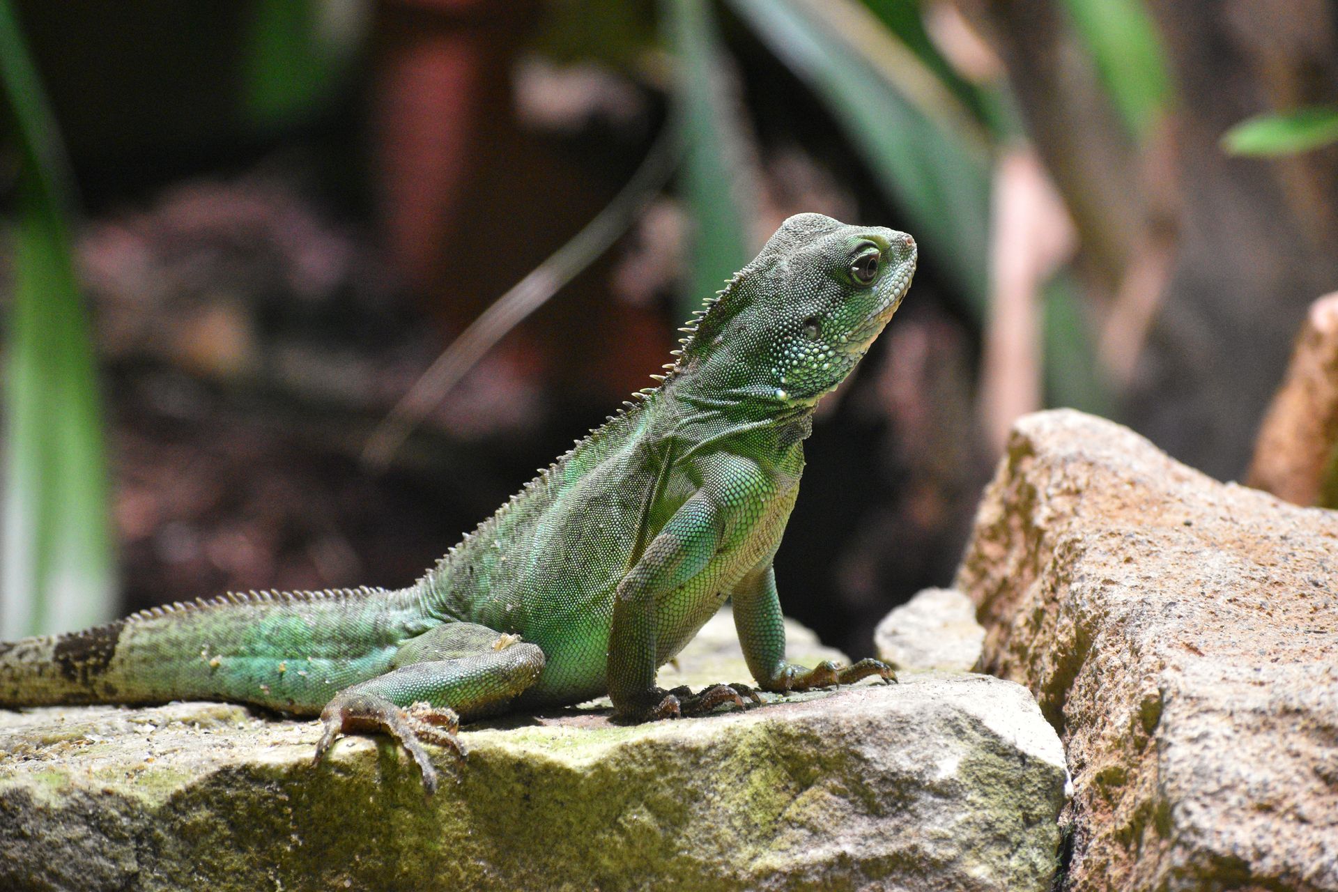 Detailed close-up of a green lizard basking on rocks amidst lush vegetation in its natural habitat.