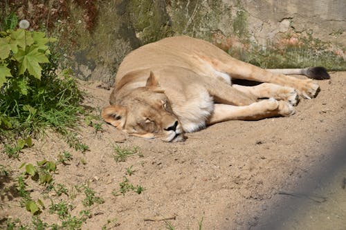 dişi aslan, hayvan, hayvanat bahçesi içeren Ücretsiz stok fotoğraf
