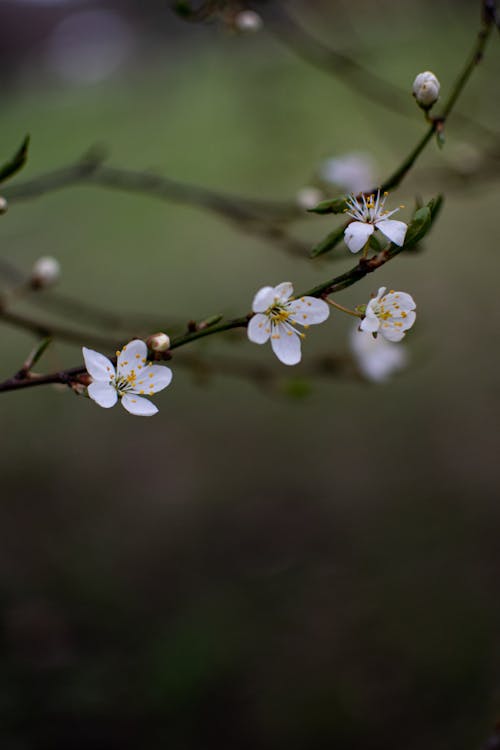Plum Blossom on Twig