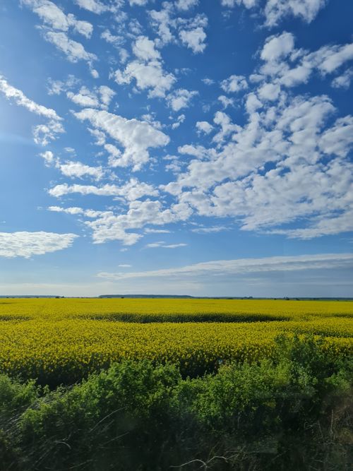 Free A vibrant rapeseed field in bloom under a blue, cloudy sky in Nature's Valley, South Africa. Stock Photo