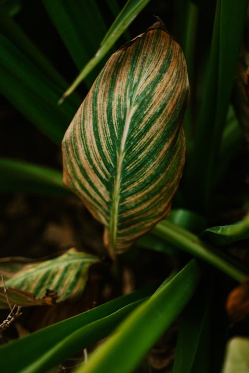 Immagine gratuita di botanico, crescendo, focus selettivo