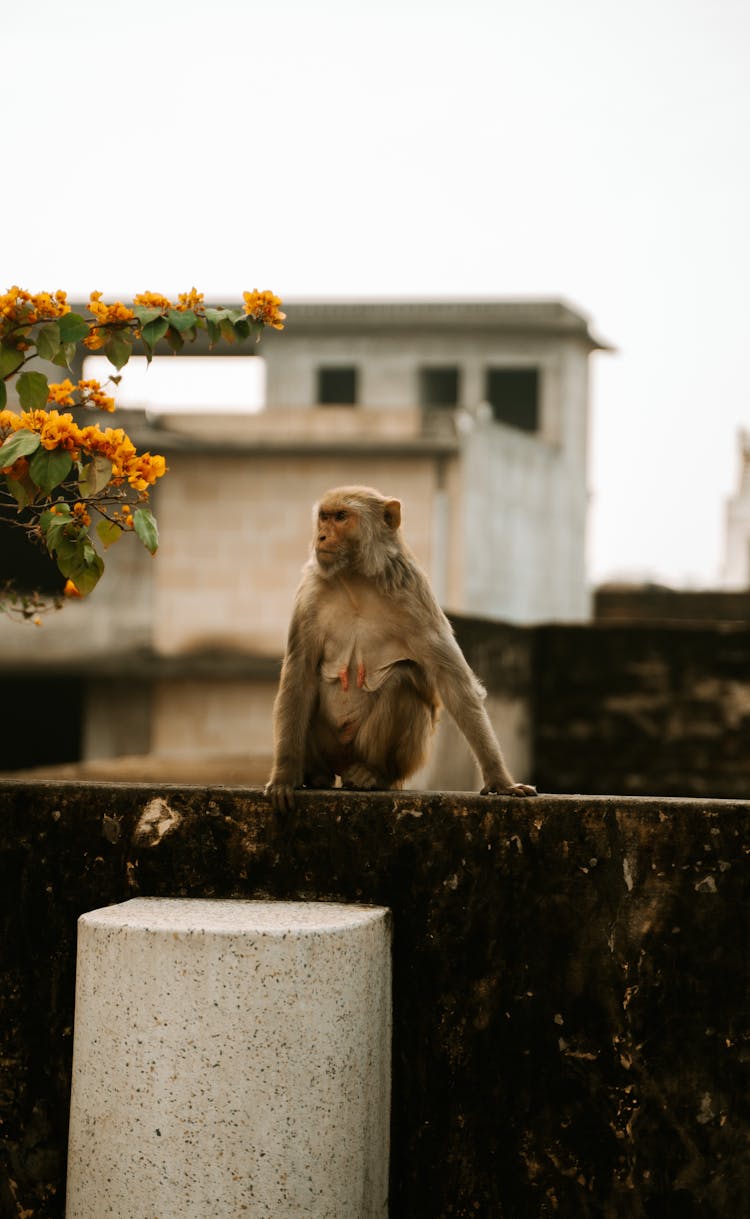 Macaque Monkey Sitting On A Wall