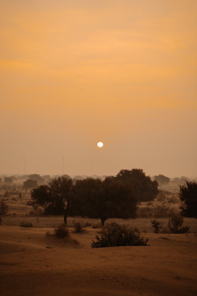 Trees On Desert At Sunset