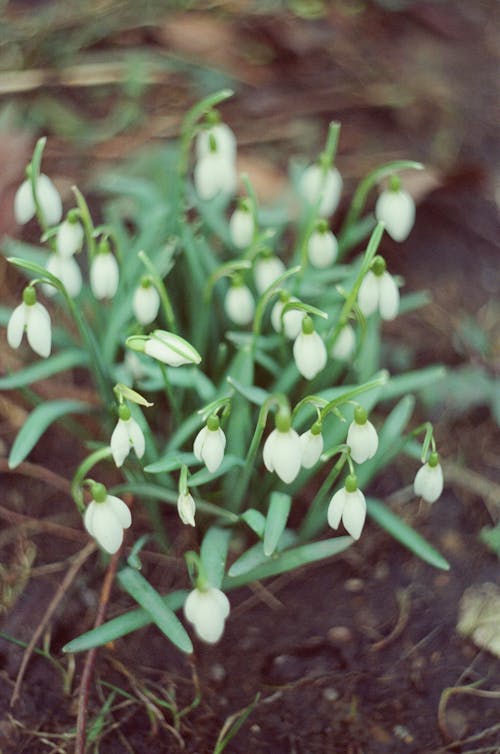 Tiny White Flowers