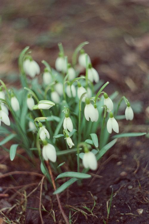 Free A cluster of delicate snowdrop flowers blooming in early spring, showcasing nature's purity. Stock Photo