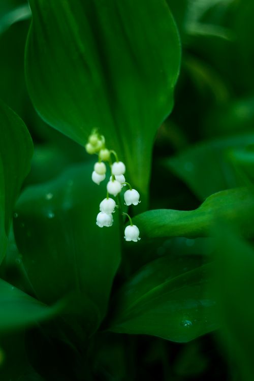 Free Close-up of blooming lily of the valley with lush green leaves in a spring garden. Stock Photo