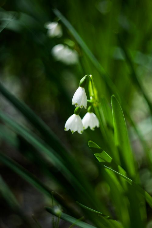Free Delicate white summer snowflake (Leucojum aestivum) flowers blooming in lush green grass. Stock Photo