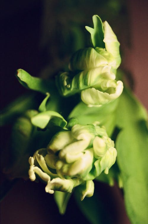 Green Plant Seen from Above