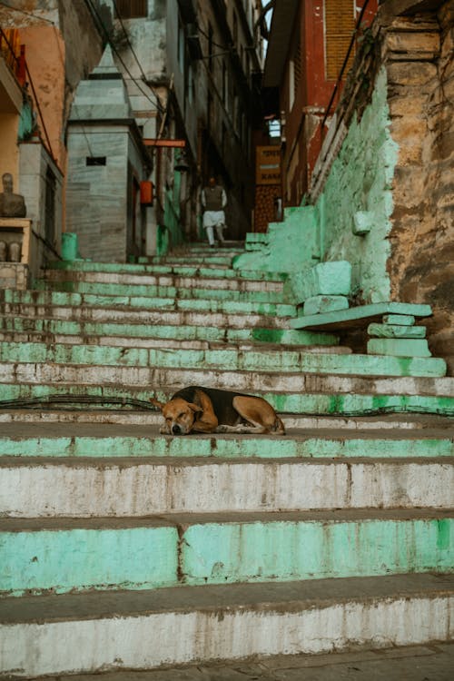 Dog Lying on the Steps of a City Building 