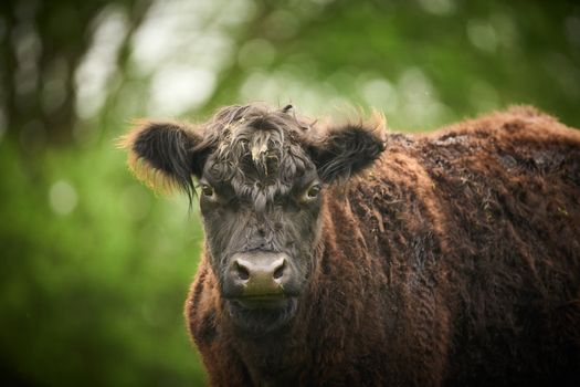 Close up of Cow