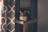 一只虎斑猫躺在猫塔上，靠着图案窗帘，捕捉到舒适的室内气氛