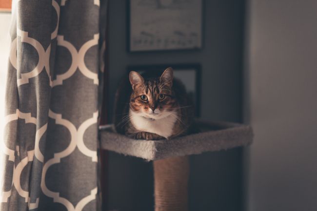 Domestic pet cat