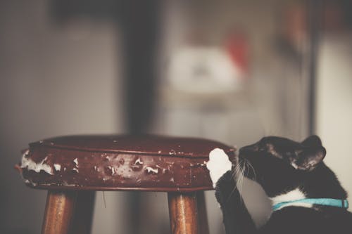 Photo En Gros Plan D'un Chat Grattant Le Tabouret