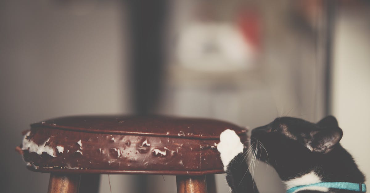 How to get rid of cat dander on furniture