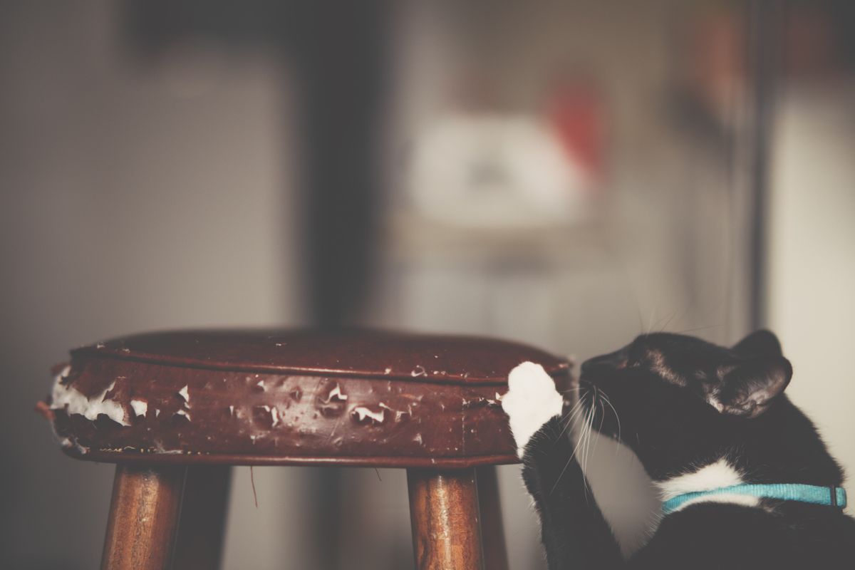 Chat en train de griffer un meuble en bois