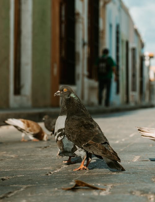 Close-up of Pigeons on the Street 