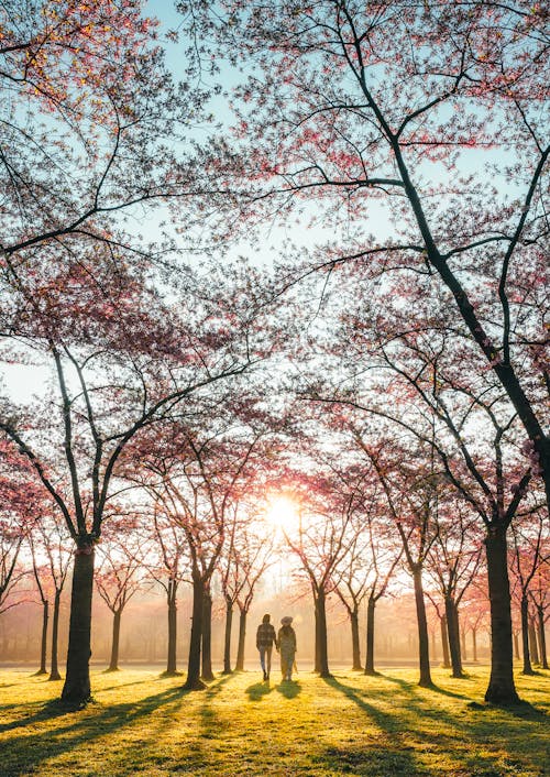 Couple Walking in a Park in Springtime