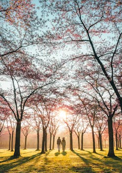 A couple walks under blooming cherry trees at sunrise in an Amsterdam park.