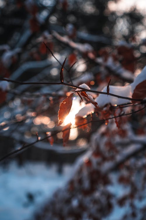 Sun Through a Snow-covered Twig of Dry Leaves