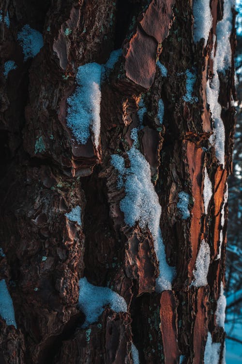 Bark Covered with Snow