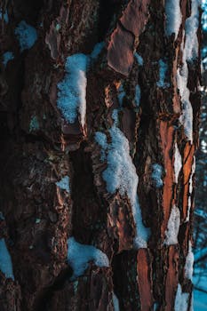 Detailed view of tree bark covered with snow, highlighting texture and natural beauty.