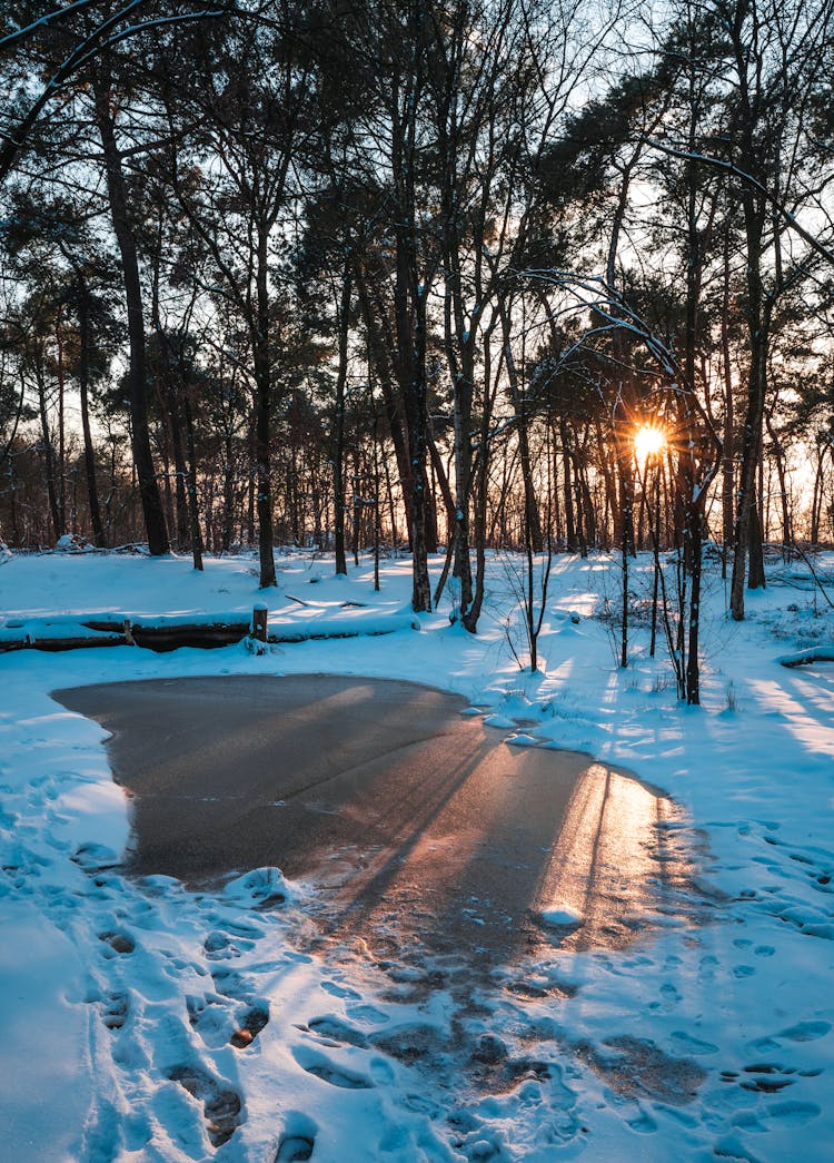 A Forest In Winter