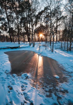 Sunlight streaming over a frozen pond in a snowy forest during winter.