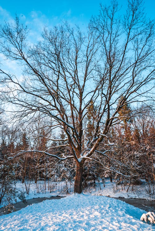 Barren tree in Winter